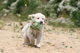 GOLDEN RETRIEVER 352